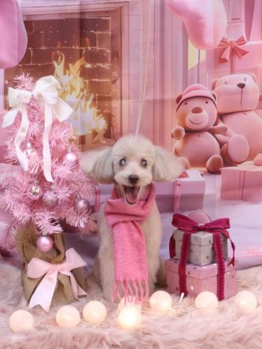 20241226ロンくん